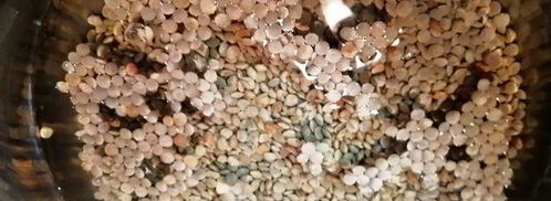 чечевица с лисичками и жареным адыгейским сыром. Шаг 2