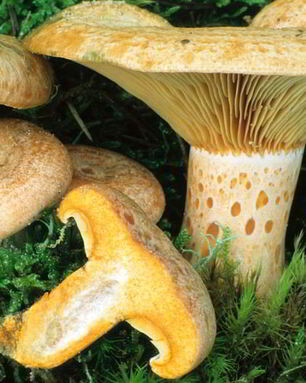 Грибы млечники