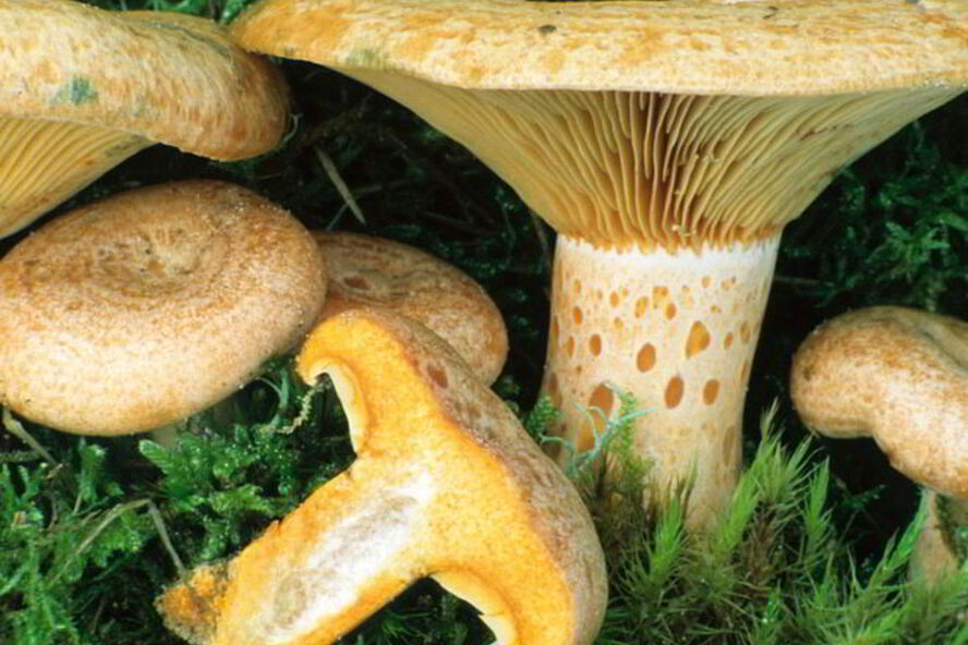 Рецепт грибы млечники