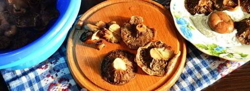 рыжики жареные. Шаг 8