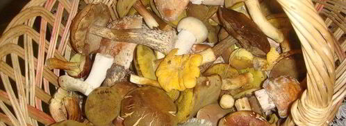 смажанка — грибы в сметане. Шаг 3