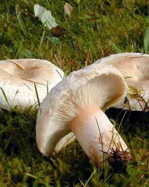 Тушеные волнушки