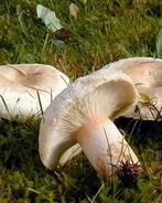 Тушеные волнушки