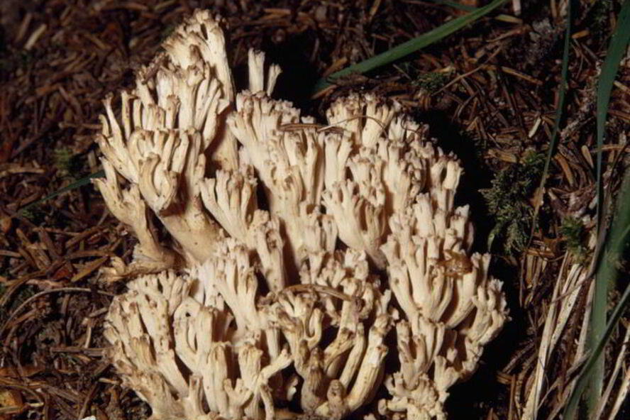 Рецепт вареные грибы рогатики