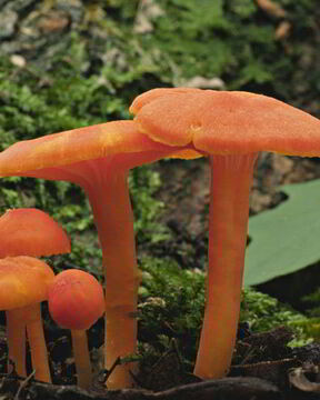 Жаренные грибы гигрофоры