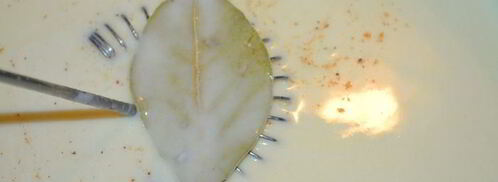 лазанья со шпинатом и рикоттой. Шаг 5