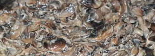 спагетти со сливками и грибами. Шаг 3