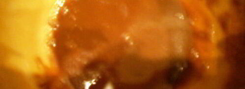 жареная говядина с мисо-глазурью. Шаг 2