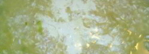 ризотто в мультиварке. Шаг 5