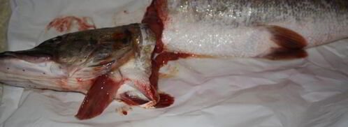 фаршированная щука. Шаг 3