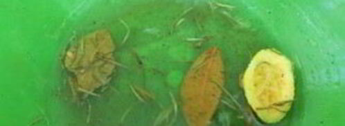 карась на углях. Шаг 3