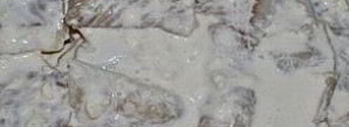 минтай с картошкой. Шаг 7