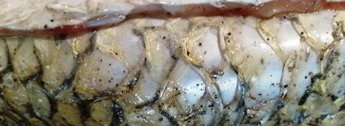 запеченный белый амур с овощами. Шаг 7