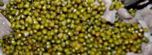 ароматная каша с машем, рисом и мясом. Шаг 4