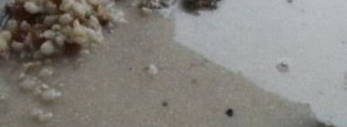 кутья с халвой. Шаг 8