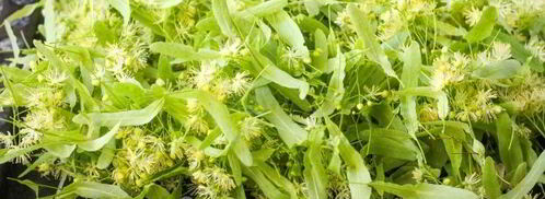 липовый чай. Шаг 5