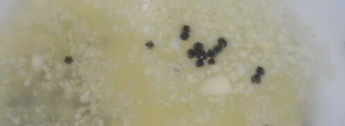 имбирный эль. Шаг 2