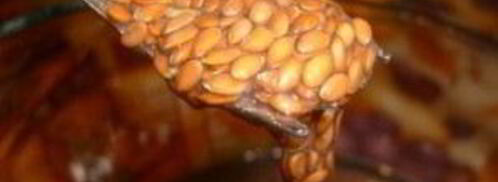 зеленый витаминный напиток с семенами льна. Шаг 3