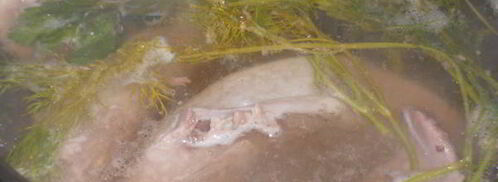 салат из языка с брынзой. Шаг 2