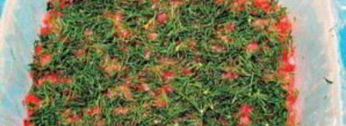 красная рыба под шубой салат. Шаг 2