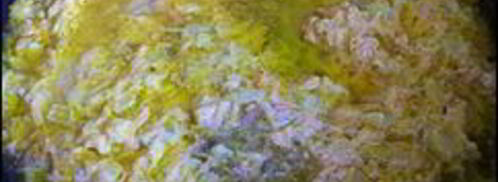 сметанный соус с морковкой и луком. Шаг 6