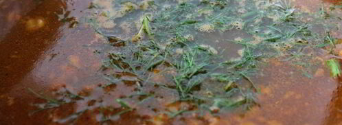 ароматный мясной суп с рисом. Шаг 5