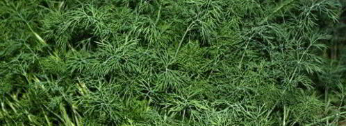 окрошка с мясом. Шаг 13