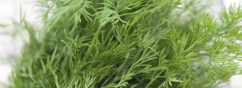 щи из щавеля. Шаг 5