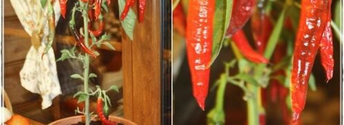 харчо. Шаг 36