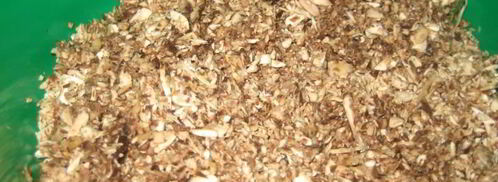 грибной суп-пюре на молоке из свежих грибов. Шаг 6