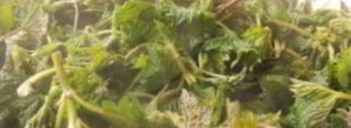 суп с крапивой и яйцом. Шаг 5