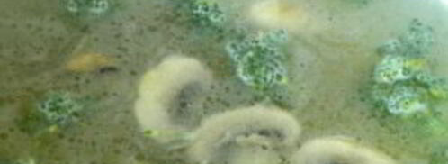 сырный суп с шампиньонами и брокколи. Шаг 5