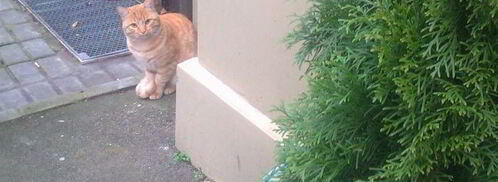 чизкейк в микроволновке. Шаг 3