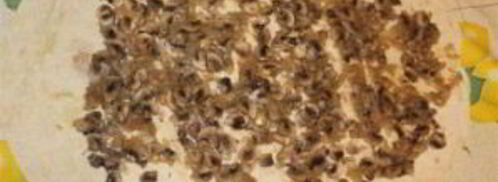 лаваш с грибами. Шаг 4