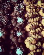 Сливочное печенье с лимонной цедрой