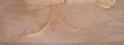 выпечка из пресного теста раки. Шаг 5