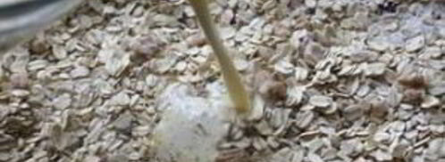 овсяная запеканка с ягодами и орехами. Шаг 4