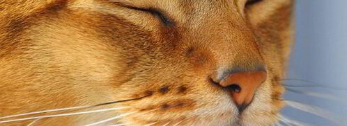 рыбная запеканка в листах нори и имбирное желе. Шаг 7