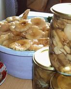 Грибы сыроежки на зиму