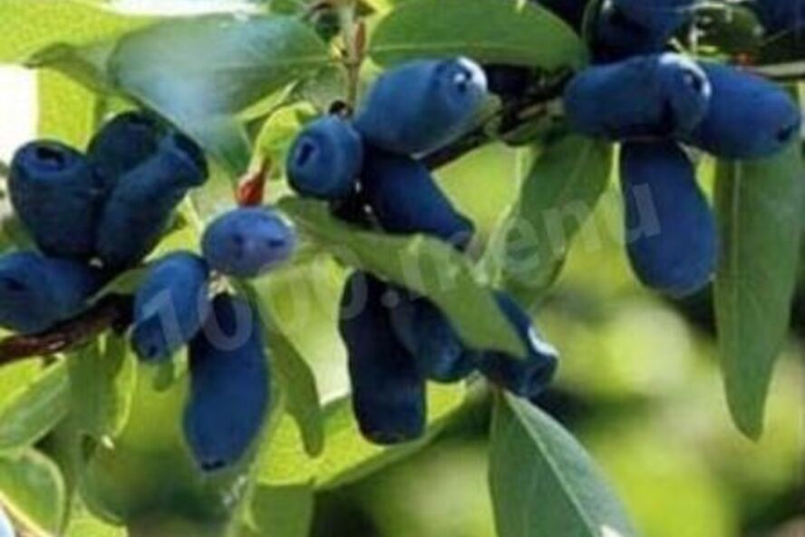 Рецепт компот из жимолости на зиму