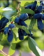 Компот из жимолости на зиму