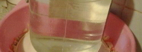 квашеная капуста с грибами. Шаг 4