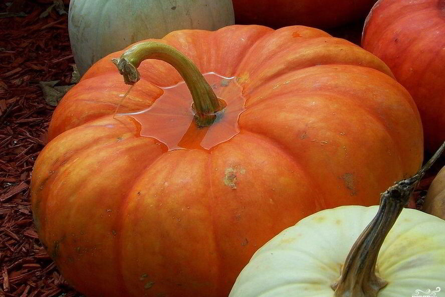 Рецепт квашеная тыква