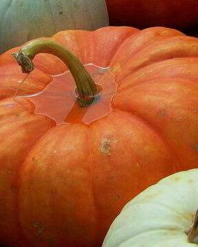 Квашеная тыква