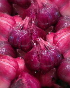 Квашеный чеснок