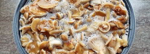 маринованные опята бабушкины. Шаг 8