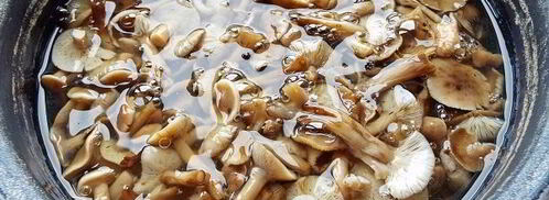 маринованные опята бабушкины. Шаг 12