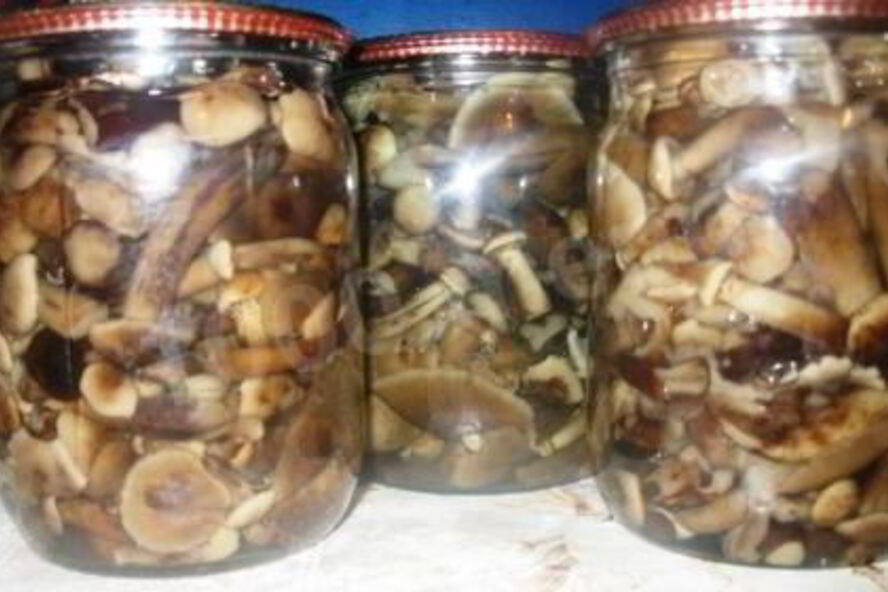 Рецепт маринованные опята на зиму