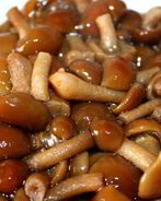 Маринованные опята в мультиварке