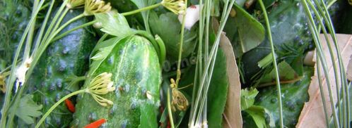 малосольные огурцы быстрой засолки. Шаг 5